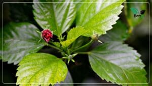 Hibiscus Bud Drop