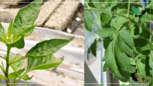 গাছের পাতা কুঁকড়ে যাচ্ছে কেন