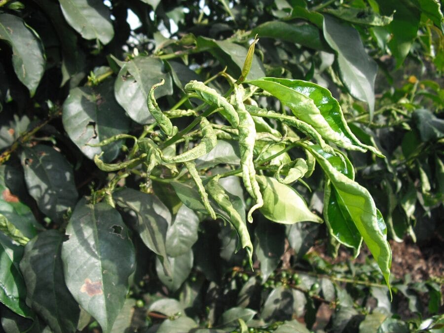 গাছের পাতা কুঁকড়ে যাচ্ছে কেন ? জানুন ৫ সহজ সমাধান | Plant Leaf Curl Disease Solutions 8 গাছের পাতা কুঁকড়ে যাচ্ছে কেন