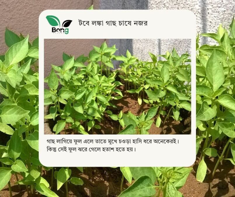 লঙ্কা গাছে ফুল ঝরে যাওয়ার কারণ