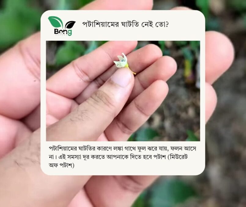লঙ্কা গাছে ফুল ঝরে যাওয়ার কারণ