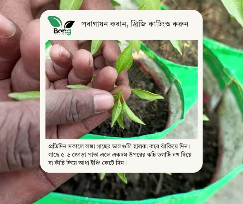 লঙ্কা গাছে ফুল ঝরে যাওয়ার কারণ