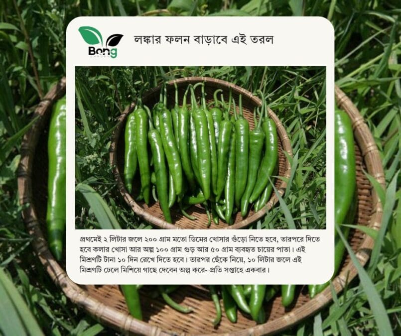 লঙ্কা গাছে ফুল ঝরে যাওয়ার কারণ