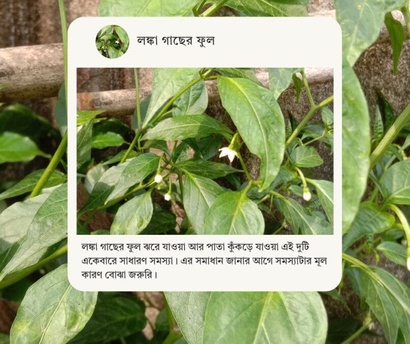 Chilli Plant Flower Drop