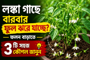 লঙ্কা গাছে বারবার ফুল ঝরে যাচ্ছে? ফলন বাড়াতে এই ৩টি সহজ কৌশল জানুন 4 Lonka Gach e Ful Jorar Karon o Somadhan