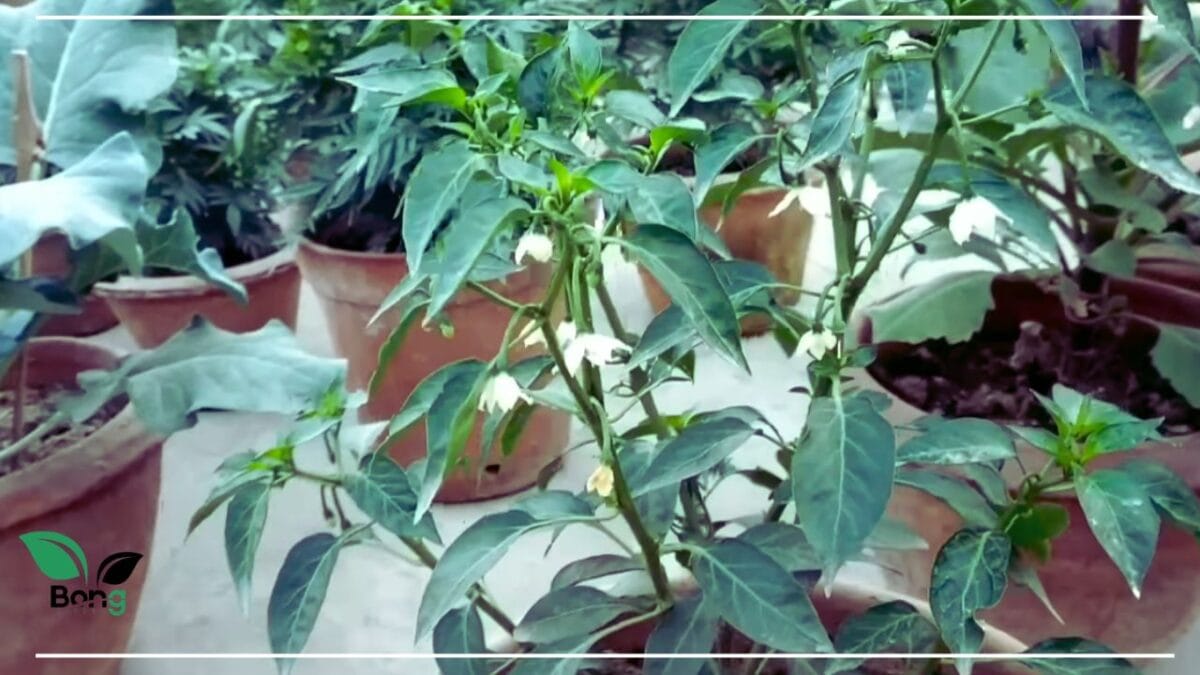 গাছ ভরে আসবে লঙ্কা, মাত্র ৫ টাকার এই জিনিস দিয়েছেন কি? | Chilli Plant Care Tips 5 Chilli Plant Care Tips