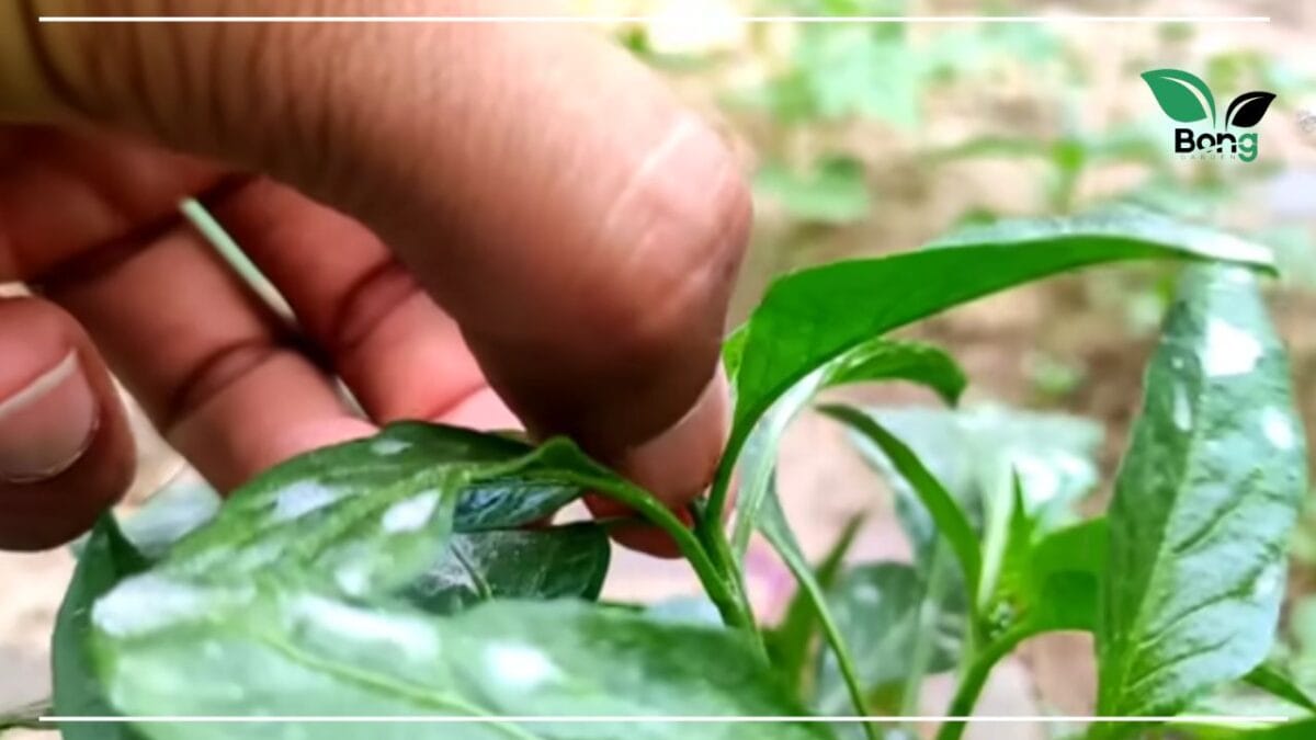 গাছ ভরে আসবে লঙ্কা, মাত্র ৫ টাকার এই জিনিস দিয়েছেন কি? | Chilli Plant Care Tips 6 লঙ্কা গাছে বেশি ফলন কীভাবে পাব