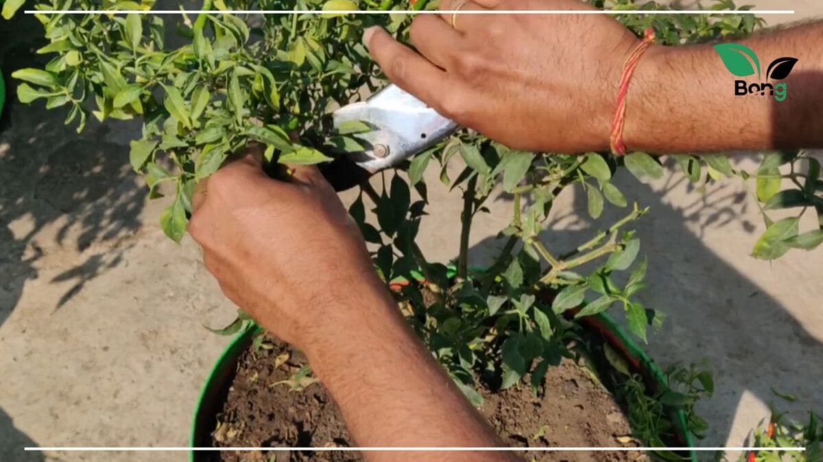 গাছ ভরে আসবে লঙ্কা, মাত্র ৫ টাকার এই জিনিস দিয়েছেন কি? | Chilli Plant Care Tips 8 লঙ্কা গাছে বেশি ফলন কীভাবে পাব?