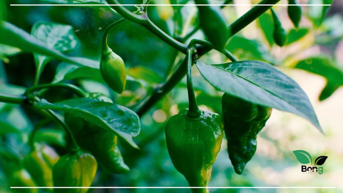 গাছ ভরে আসবে লঙ্কা, মাত্র ৫ টাকার এই জিনিস দিয়েছেন কি? | Chilli Plant Care Tips 10 লঙ্কা গাছে বেশি ফলন কীভাবে পাব?