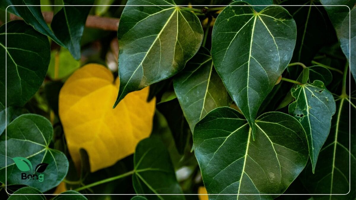 Indoor Plants Leaves Turning Yellow