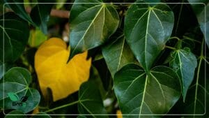 ইনডোর গাছের পাতা হলুদ হয়ে যায় কেন?