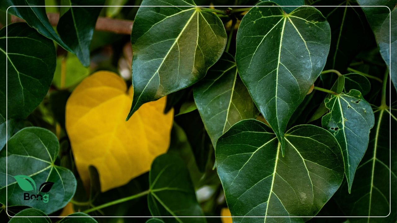Indoor Plants Leaves Turning Yellow
