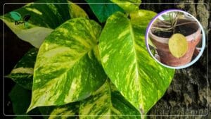 মানিপ্ল্যান্টের পাতা হলুদ