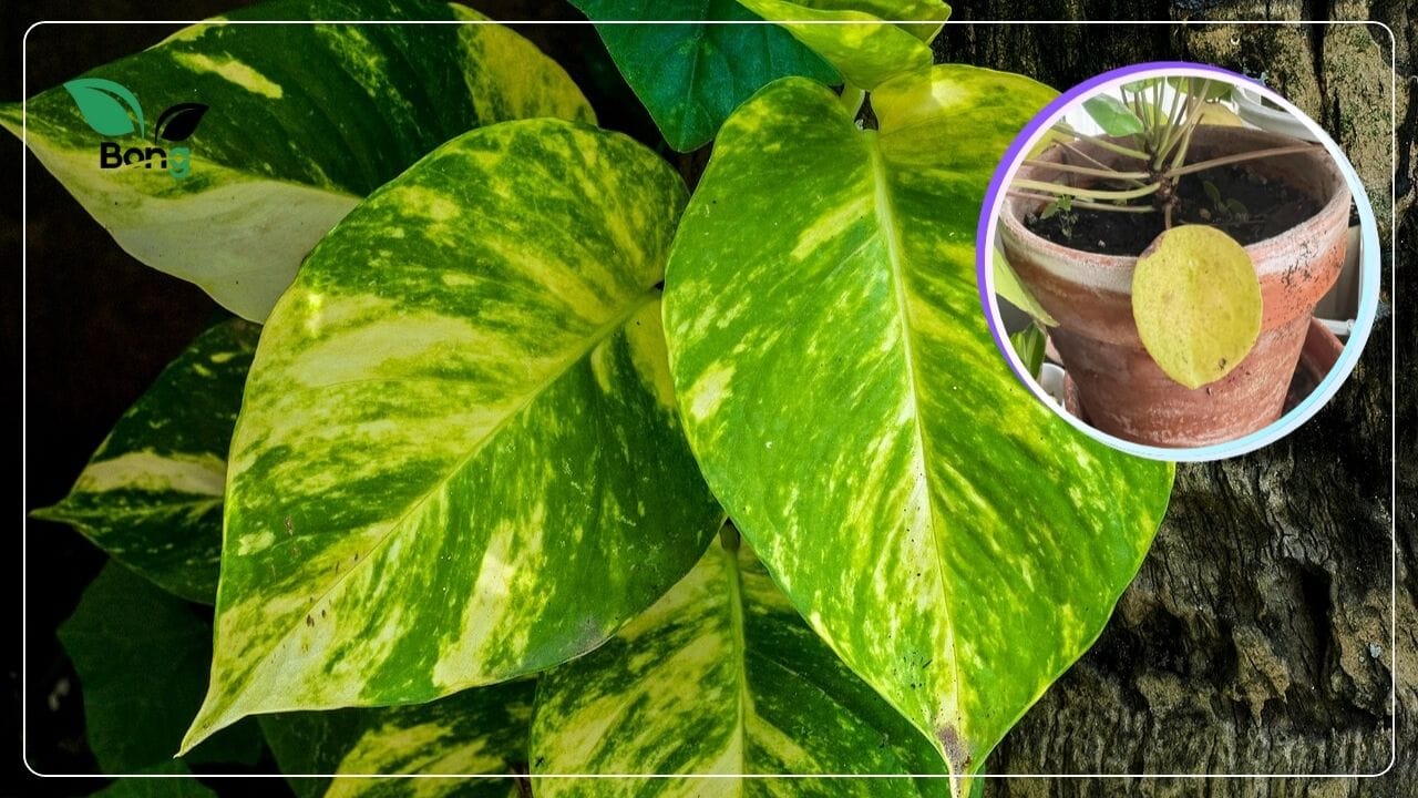 মানিপ্ল্যান্টের পাতা হলুদ