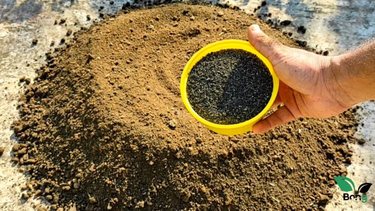 টবে সবজি চাষের সেরা মাটি তৈরি করতে চান? এই ৫ 'অমৃত' কিন্তু দিতেই হবে | Potting Mix For Vegetables 8 Potting Mix For Vegetables