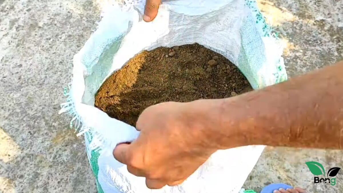 টবে সবজি চাষের সেরা মাটি তৈরি করতে চান? এই ৫ 'অমৃত' কিন্তু দিতেই হবে | Potting Mix For Vegetables 11 টবে সবজি চাষের সেরা মাটি
