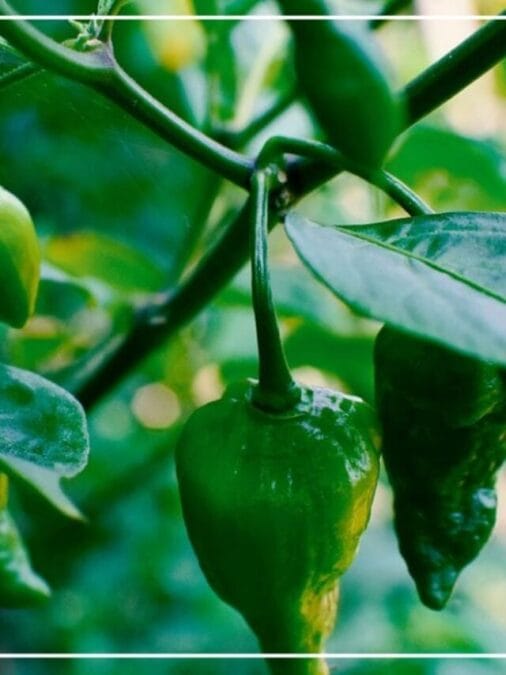 গরমে লঙ্কা গাছ শুকিয়ে যাচ্ছে? এই ৫ ভুলেই বিপদ