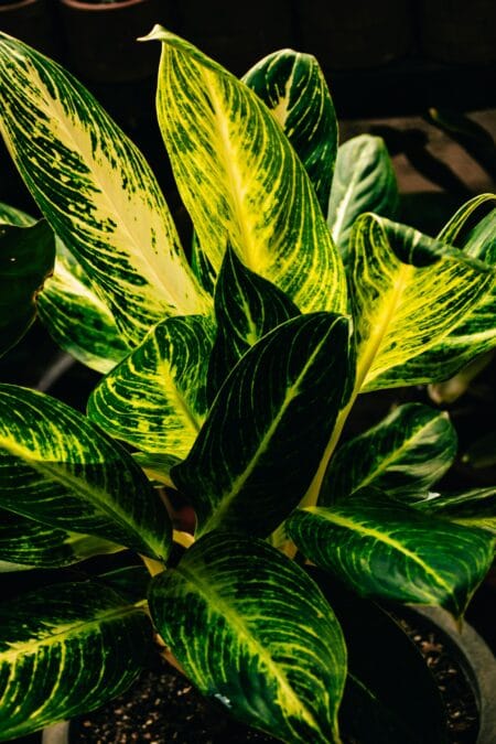 pexels 571471950 19932339 ইনডোর গাছের পাতা হলুদ হয়ে যায় কেন? এই ১০ টিপস শখের গাছ রাখবে সতেজ | Indoor Plants Leaves Turning Yellow