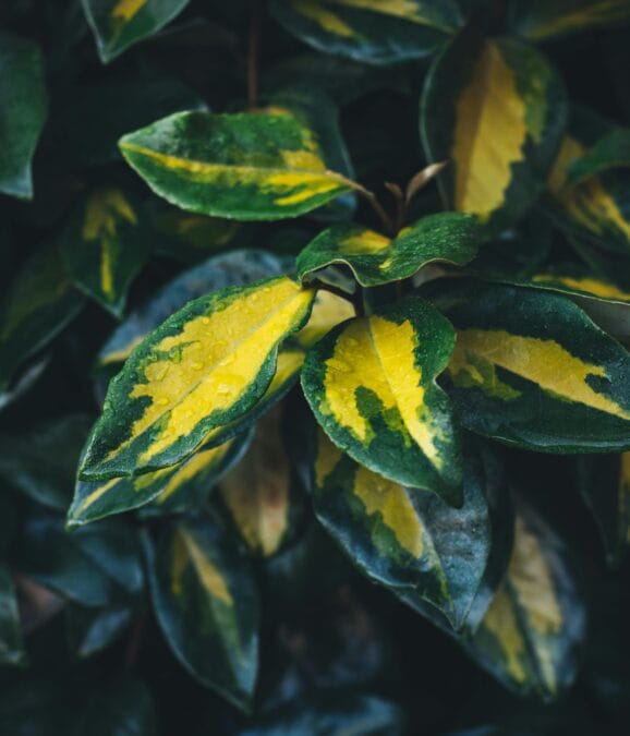 ইনডোর গাছের পাতা হলুদ হয়ে যায় কেন?