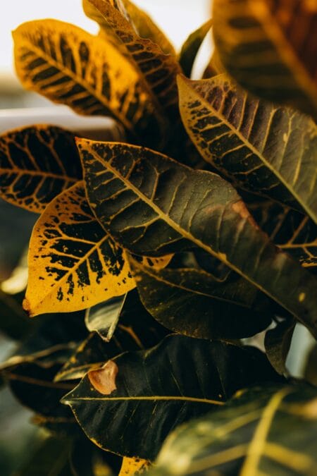 pexels jonathanborba 35512046 ইনডোর গাছের পাতা হলুদ হয়ে যায় কেন? এই ১০ টিপস শখের গাছ রাখবে সতেজ | Indoor Plants Leaves Turning Yellow