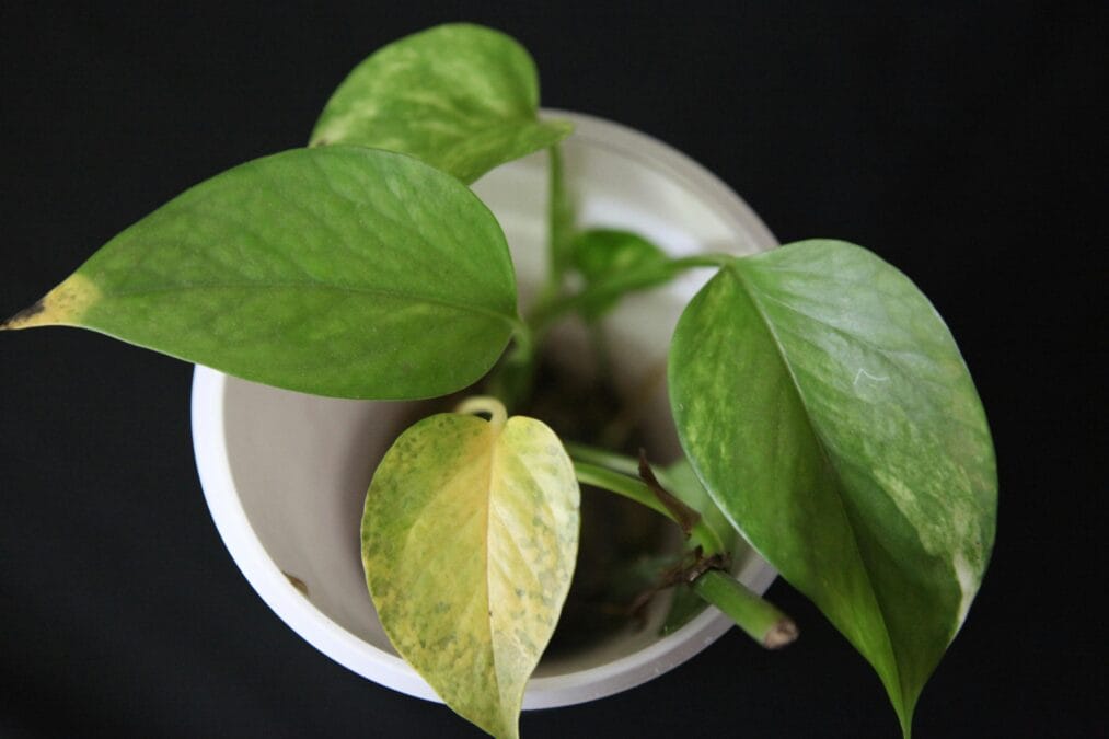 Indoor Plants Leaves Turning Yellow