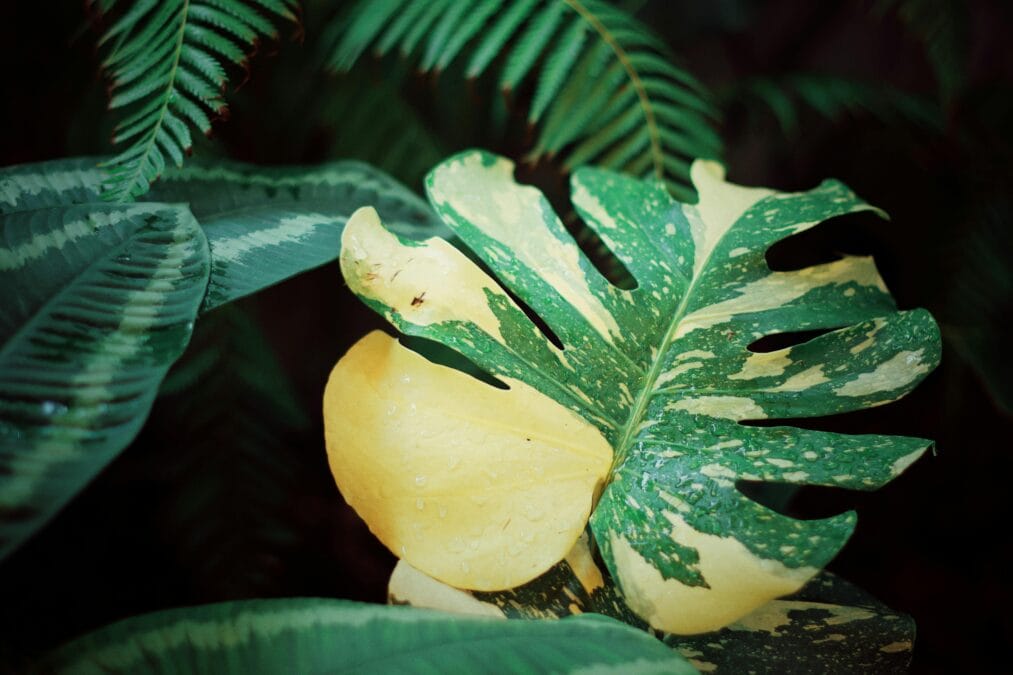 Indoor Plants Leaves Turning Yellow