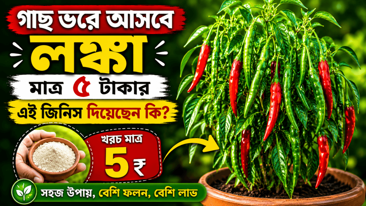 লঙ্কা গাছে বেশি ফলন কীভাবে পাব