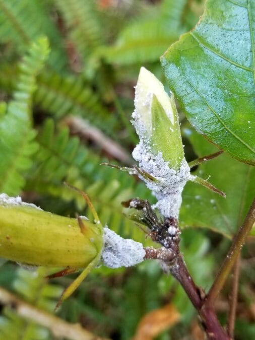 জবা গাছের সাদা পোকা বা মিলিবাগ মারার সহজ উপায়: এই ভুলেই পোকা বারবার ফিরে আসে | Best Hibiscus Mealybug Treatment 5 Best Hibiscus Mealybug Treatment