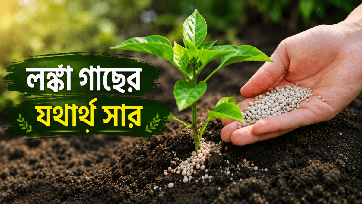 টবে লঙ্কা গাছে কোন সার দেবেন? গাছ ভরে লঙ্কা ফলানোর গোপন ওষুধটা জেনে নিন | Best Organic Fertilizer for Chili Plant in Pot 5 Best Organic Fertilizer for Chili Plant