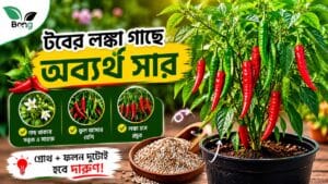 টবে লঙ্কা গাছে কোন সার দেবেন? গাছ ভরে লঙ্কা ফলানোর গোপন ওষুধটা জেনে নিন | Best Organic Fertilizer for Chili Plant in Pot 3 Best Organic Fertilizer for Chili Plant in Pot