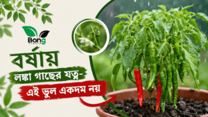 বর্ষায়-লঙ্কা-গাছের-যত্ন