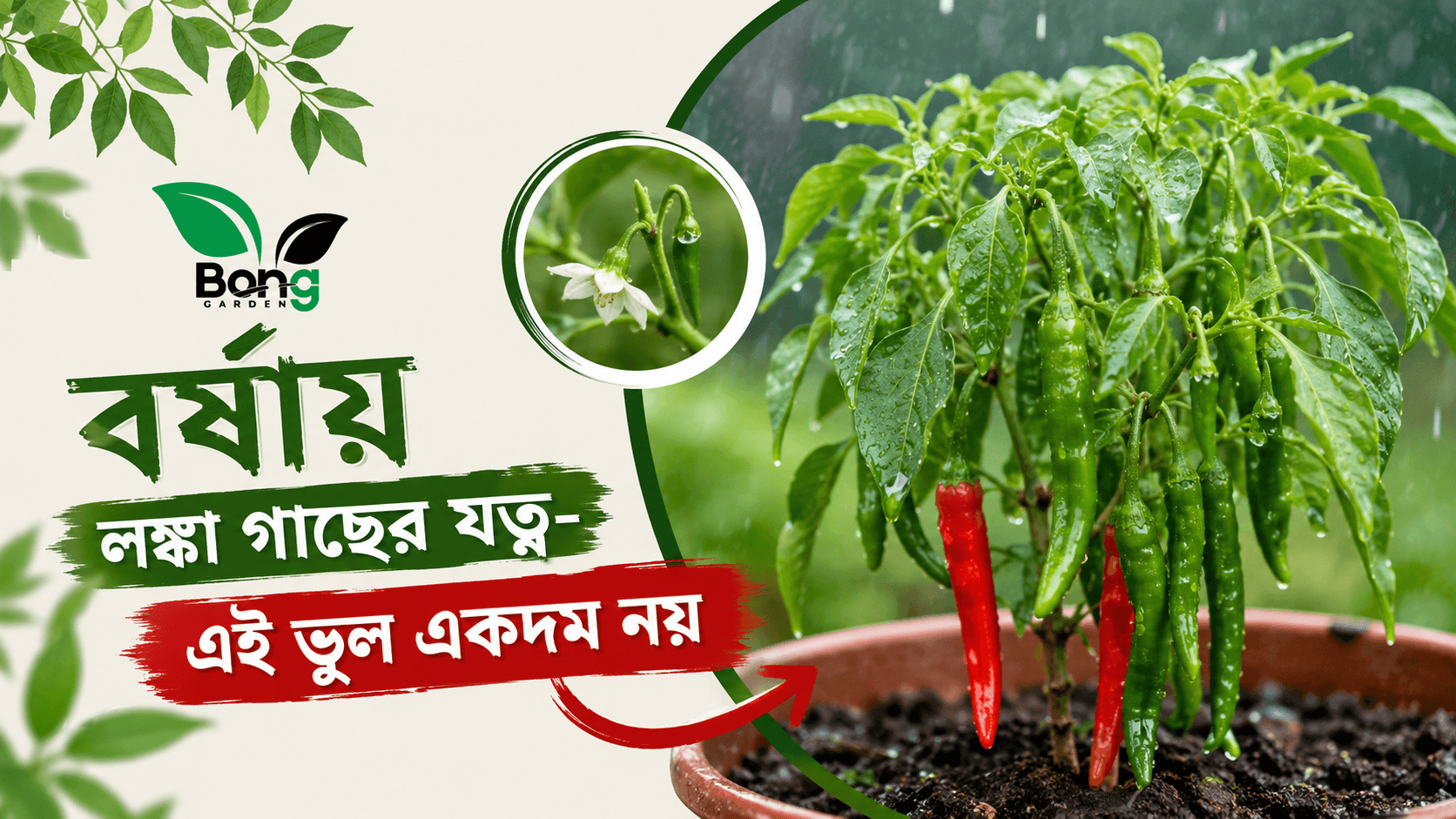 বর্ষায়-লঙ্কা-গাছের-যত্ন