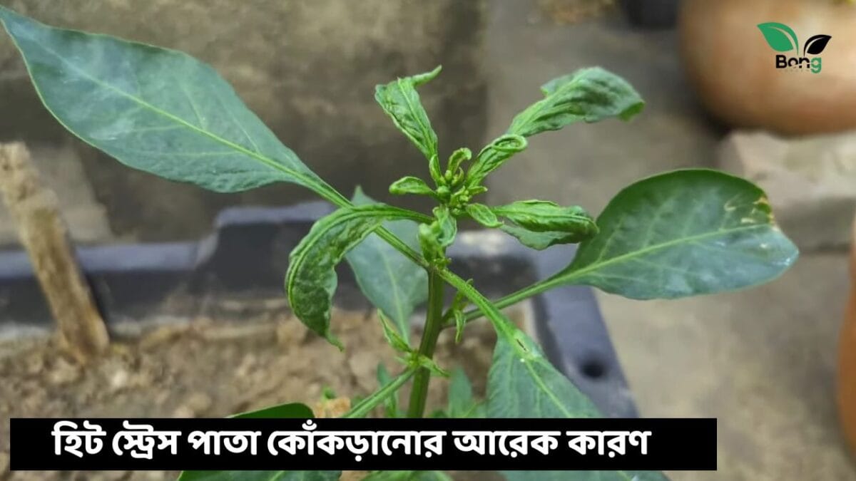 লঙ্কা গাছের পাতা কুঁকড়ে যাচ্ছে