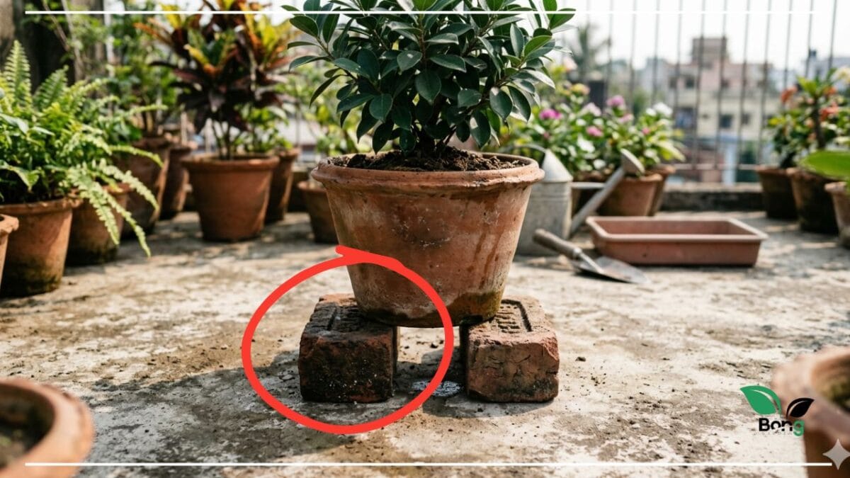 Cooling Method গরমে গাছ বাঁচানোর উপায়: নার্সারি মালিকের ৫ গোপন টিপস! | Summer Plant Care Tips