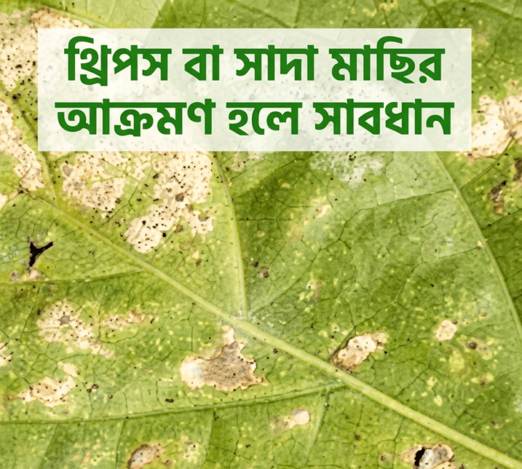 বর্ষায় লঙ্কা গাছের যত্ন