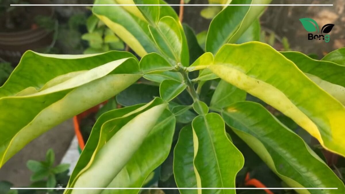 Plant Leaf Curling Solution
