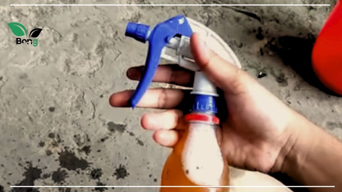 পাতা কোঁকড়ানো সমাধান