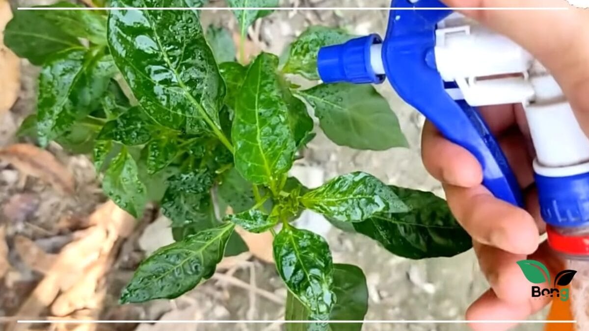 পাতা কোঁকড়ানো সমাধান