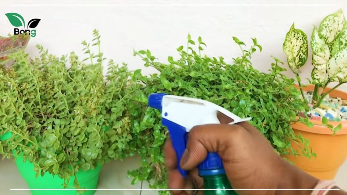 পাতা কোঁকড়ানো সমাধান