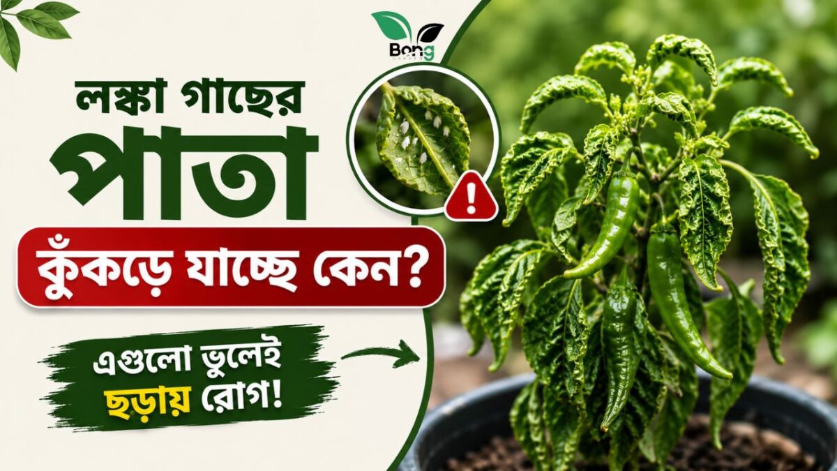 লঙ্কা গাছের পাতা কুঁকড়ে যাচ্ছে