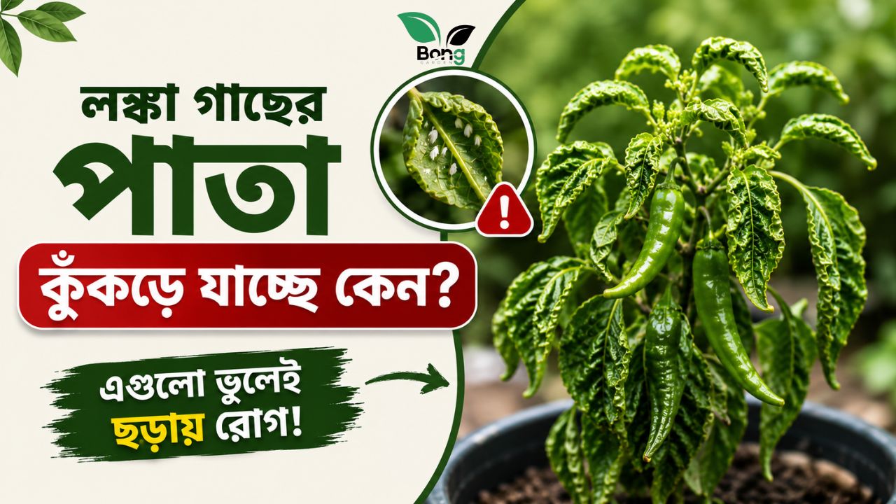 লঙ্কা গাছের পাতা কুঁকড়ে যাচ্ছে