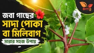 জবা গাছের সাদা পোকা বা মিলিবাগ মারার সহজ উপায়: এই ভুলেই পোকা বারবার ফিরে আসে | Best Hibiscus Mealybug Treatment 3 Best Hibiscus Mealybug Treatment