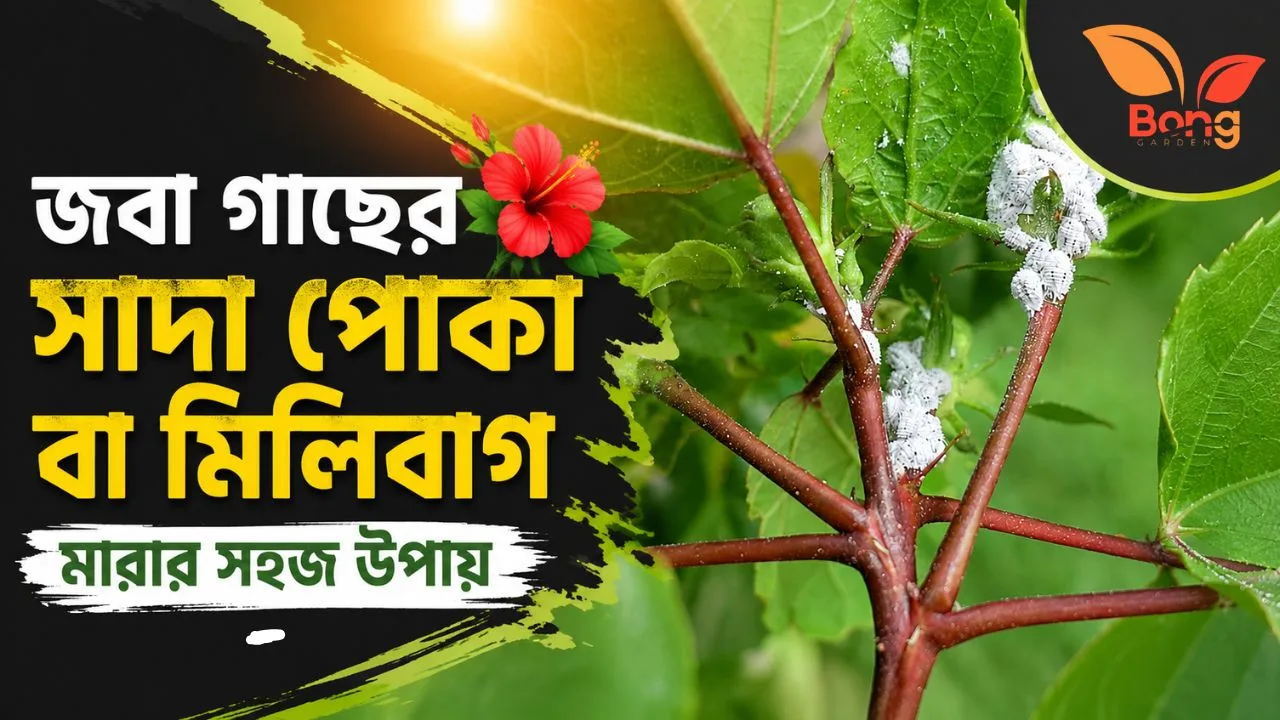 Best Hibiscus Mealybug Treatment