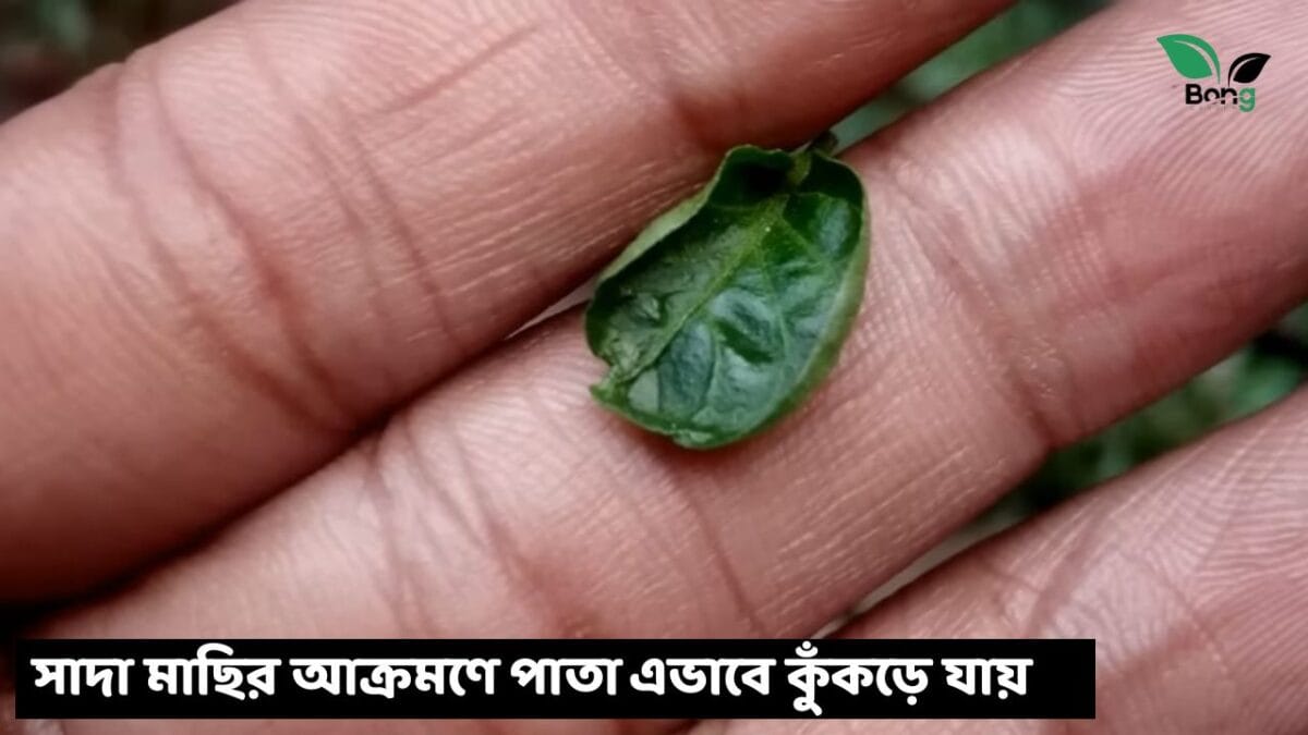 লঙ্কা গাছের পাতা কুঁকড়ে যাচ্ছে