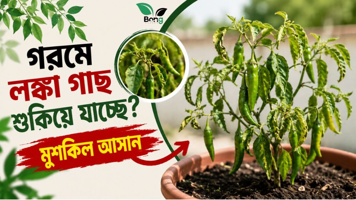 Home 4 গরমে লঙ্কা গাছ শুকিয়ে যাচ্ছে