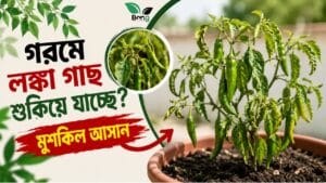 গরমে লঙ্কা গাছ শুকিয়ে যাচ্ছে? দেরি করলে পুরো গাছই নষ্ট হতে পারে 3 গরমে লঙ্কা গাছ শুকিয়ে যাচ্ছে