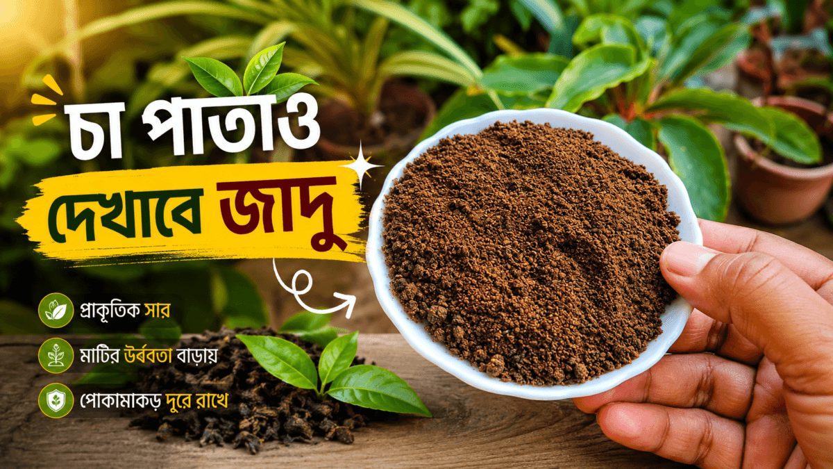 টবে লঙ্কা গাছে কোন সার দেবেন? গাছ ভরে লঙ্কা ফলানোর গোপন ওষুধটা জেনে নিন | Best Organic Fertilizer for Chili Plant in Pot 6 Tea Leaves Fertilizer টবে লঙ্কা গাছে কোন সার দেবেন? গাছ ভরে লঙ্কা ফলানোর গোপন ওষুধটা জেনে নিন | Best Organic Fertilizer for Chili Plant in Pot