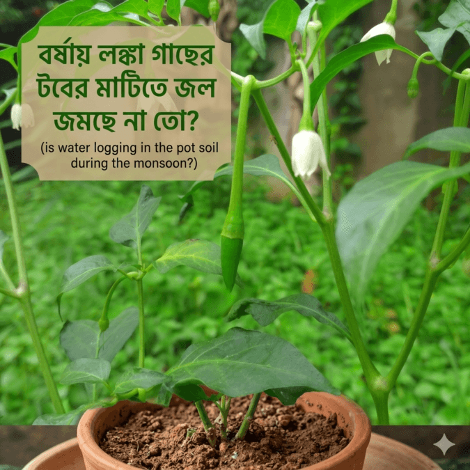 বর্ষায় লঙ্কা গাছের যত্ন