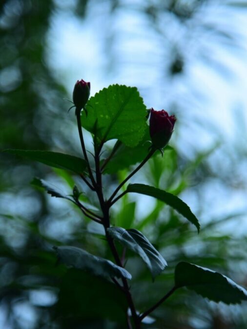 Home 8 জবা গাছের কুঁড়ি কালো হয়ে যাচ্ছে