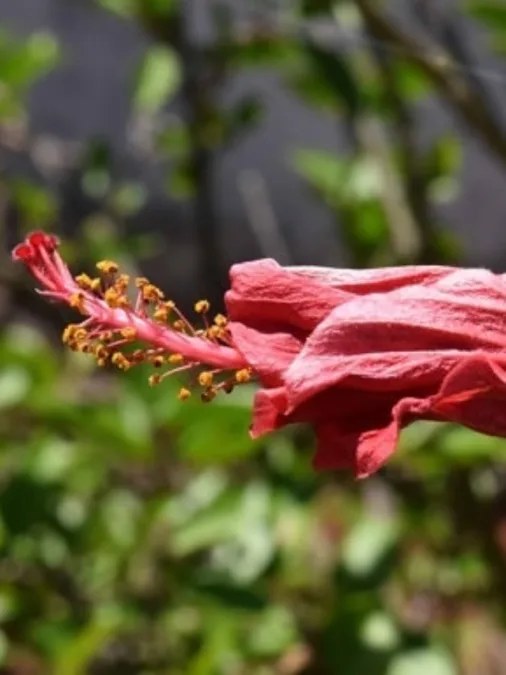 জবা গাছের কুঁড়ি ঝরে যাচ্ছে? এই ঘরোয়া লিকুইড সারেই মুশকিল আসান